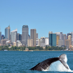 Humpback Whale against Sydney skyline