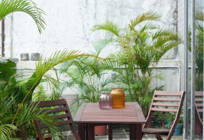 Sunny outdoor terrace with a wooden table, chairs, and potted palm plants.