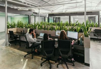 Open-plan office with desks separated by long rows of snake plants.