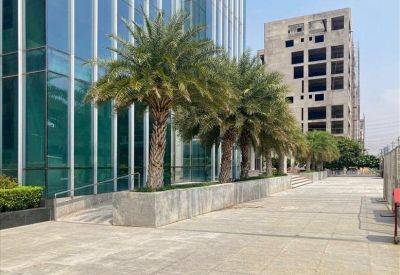 Paved outdoor walkway alongside a glass building featuring a row of palm trees.