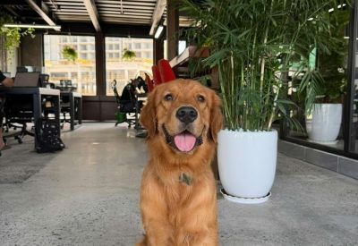 Bright coworking area with a golden retriever and white potted plants.