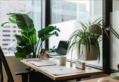 Sunlit office workstation with wooden desk, leafy indoor plants, and a city view.