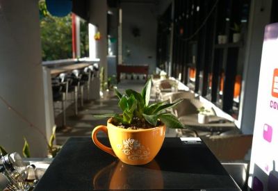 Close-up of a small green plant in a yellow coffee mug on a cafe table.