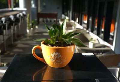 Close-up of a small green plant in a decorative yellow cup on a dark reflective surface.