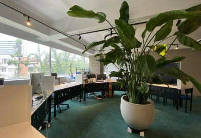 Close-up of a large leafy indoor plant in a white pot, adding a natural touch to the office.